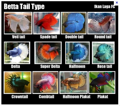 where are betta fish found|betta fish species list.